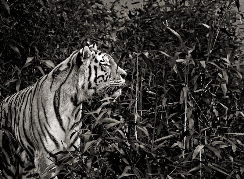 tiger